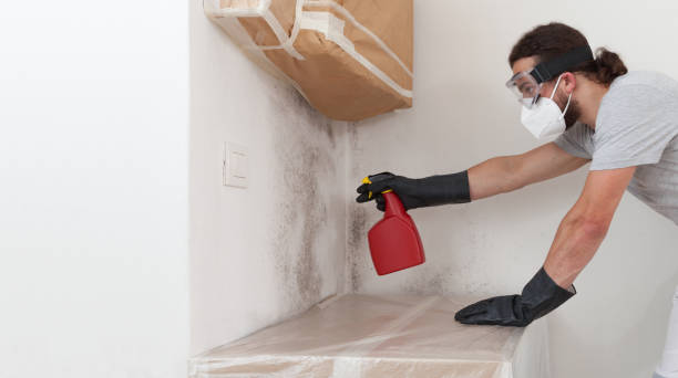 Basement Mold Remediation treatment on basement walls in Fort Myers